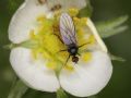 Empis (Lissempis) liosoma